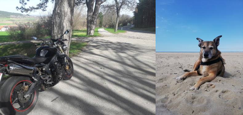 Ein Motorrad vor schöner Aussicht und ein Hund am Strand
