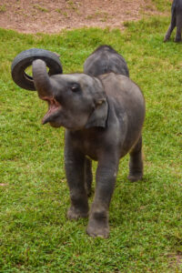 Ein Elefanten-Baby spielt mit einem Reifen