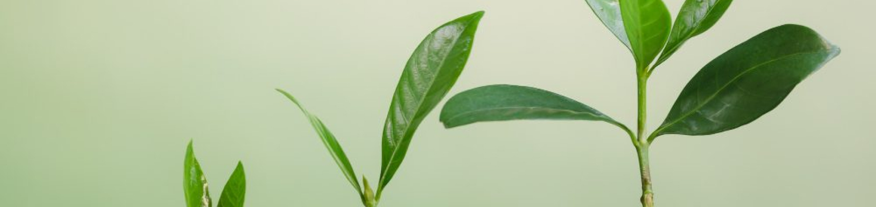 NGO Pulse - das Magazin für Nonprofits