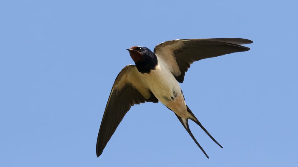 Fliegende Schwalbe