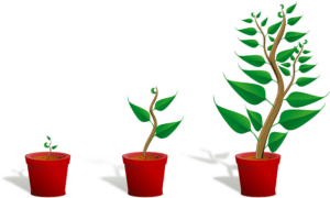 Grafik einer wachsenden Pflanze